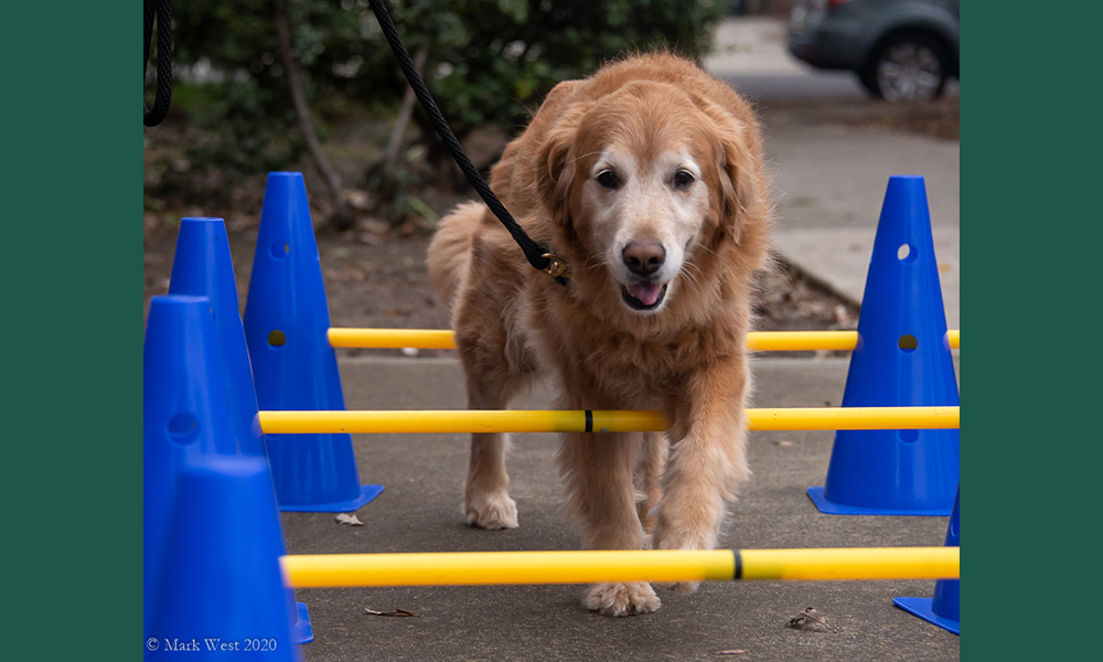 Golden retriever stepping over yellow poles held up by blue traffic cones
