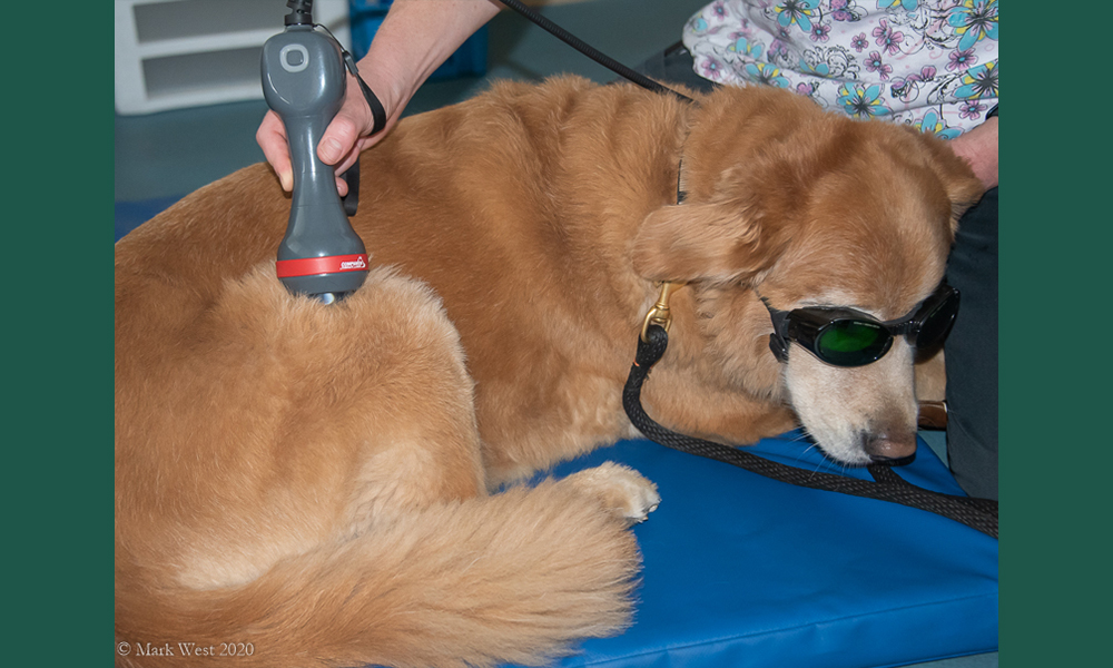 Tan dog recieving treatment in goggles
