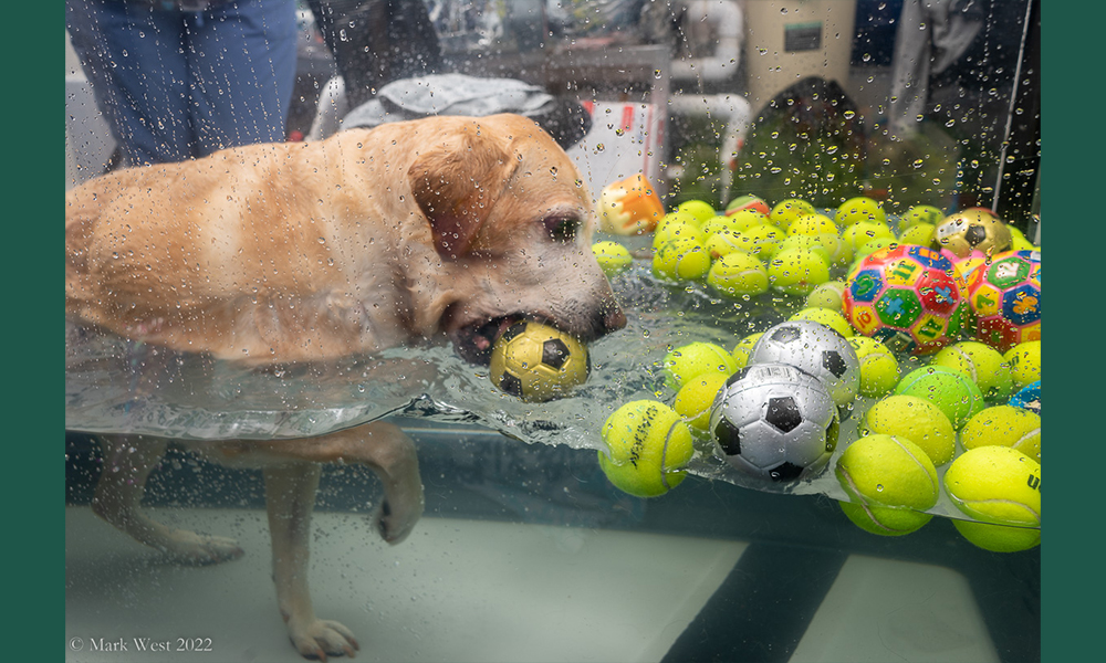 Yellow lab in water grabbing one of many yellow balls in it's mouth