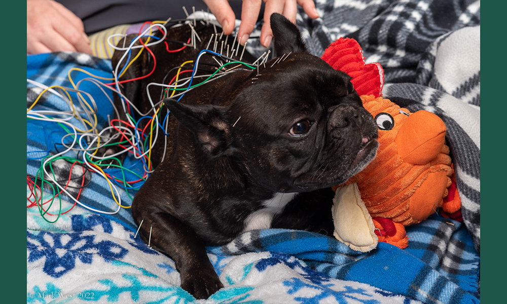 French Bulldog with wires connected to it's back next to orange plush toy on a blue blanket