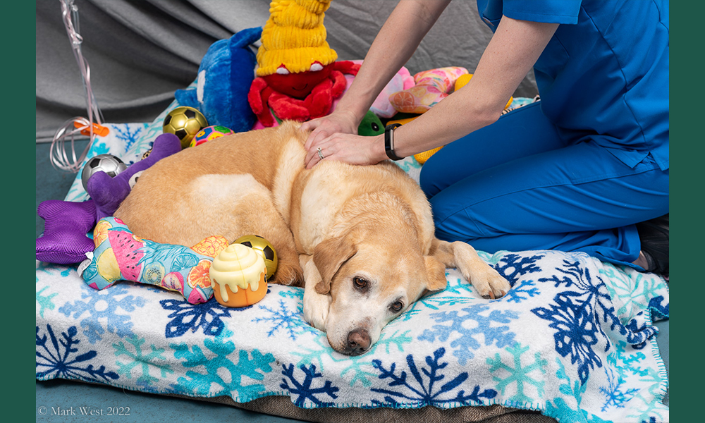 Yellow lab laying on blue blanket receiving treatment