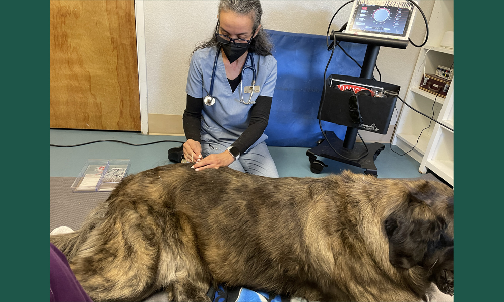 Large dog recieving treatment from staff member with machines nearby