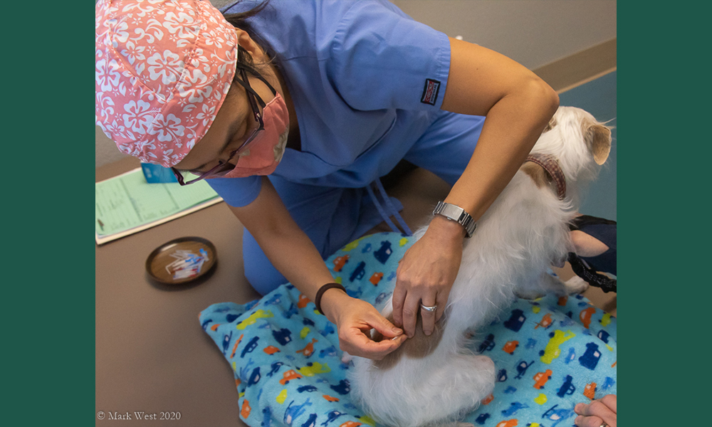 Staff member giving acupuncture to scruffy dog on colorful blanket