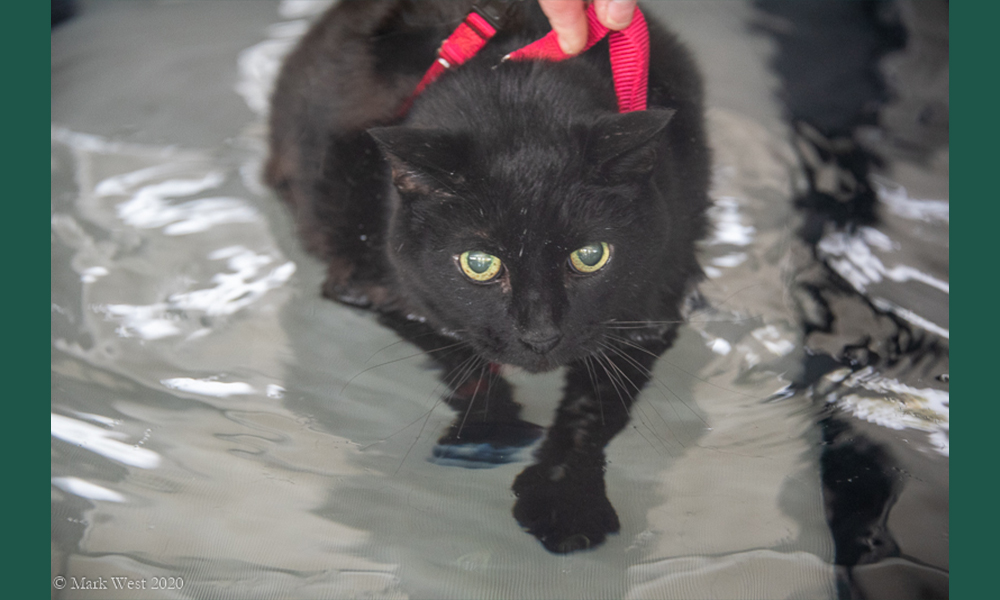 Black cat walking through water being held up by red harness
