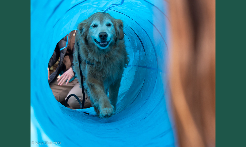 Happy retriever walking through bright blue tube